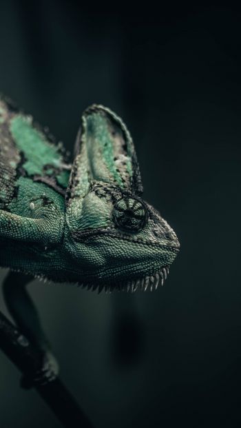 chameleon, lizard, green Wallpaper 640x1136