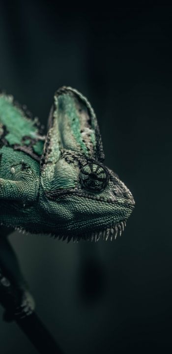 chameleon, lizard, green Wallpaper 1080x2220