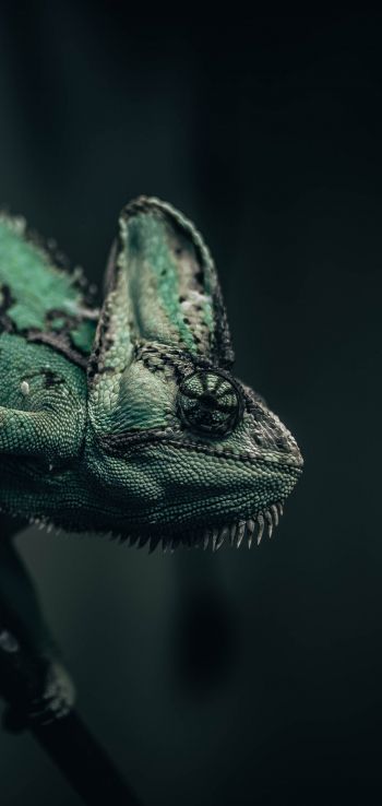 chameleon, lizard, green Wallpaper 1440x3040