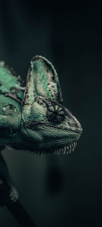 chameleon, lizard, green Wallpaper 1080x2400