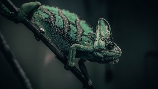 chameleon, lizard, green Wallpaper 1280x720