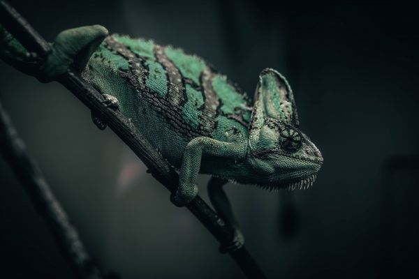 chameleon, lizard, green Wallpaper 5472x3648