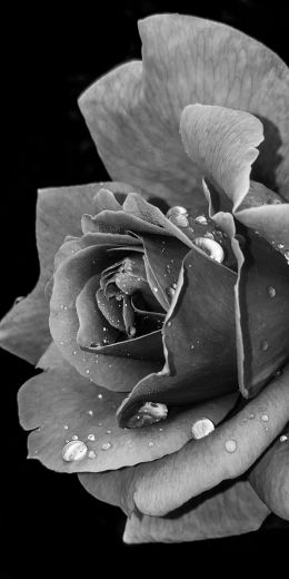 rose, black and white Wallpaper 720x1440