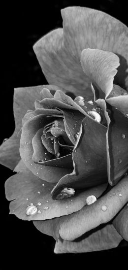 rose, black and white Wallpaper 720x1520