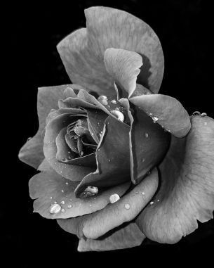 rose, black and white Wallpaper 2988x3735