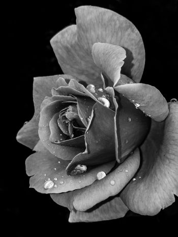 rose, black and white Wallpaper 1620x2160