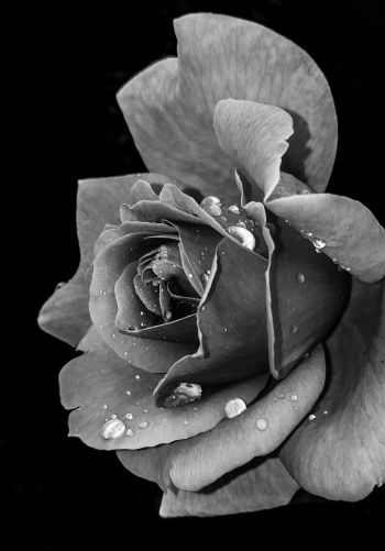 rose, black and white Wallpaper 1668x2388