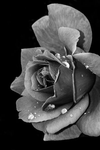 rose, black and white Wallpaper 640x960