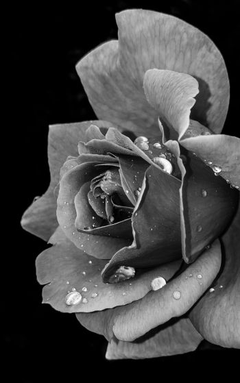 rose, black and white Wallpaper 1752x2800