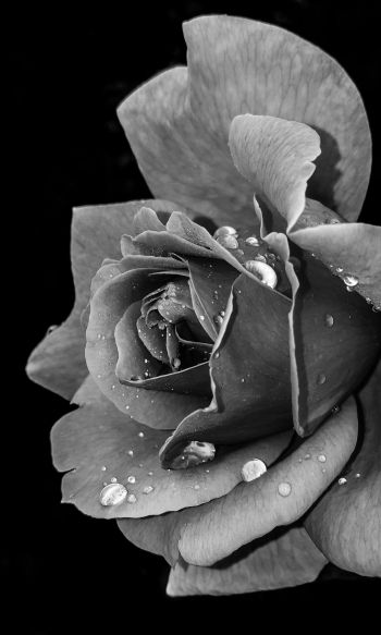 rose, black and white Wallpaper 1200x2000