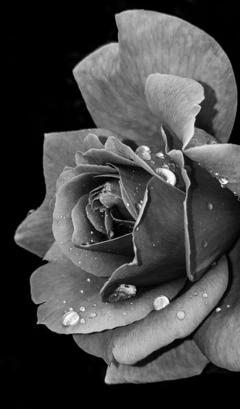 rose, black and white Wallpaper 600x1024
