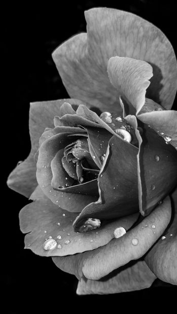 rose, black and white Wallpaper 1080x1920