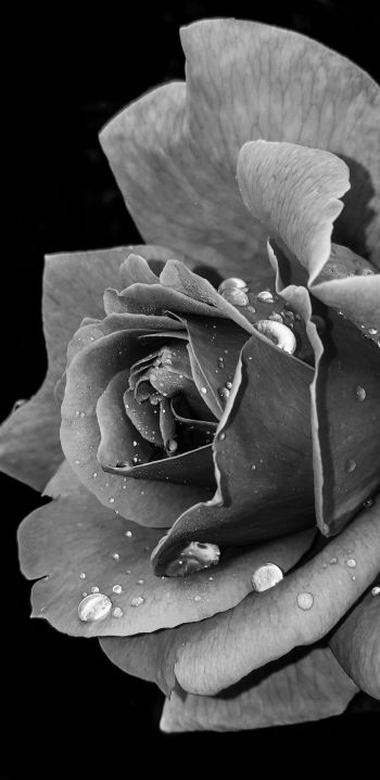 rose, black and white Wallpaper 1080x2220