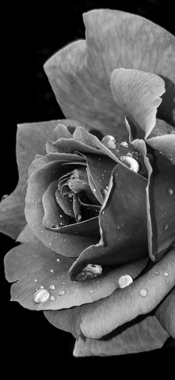rose, black and white Wallpaper 1125x2436