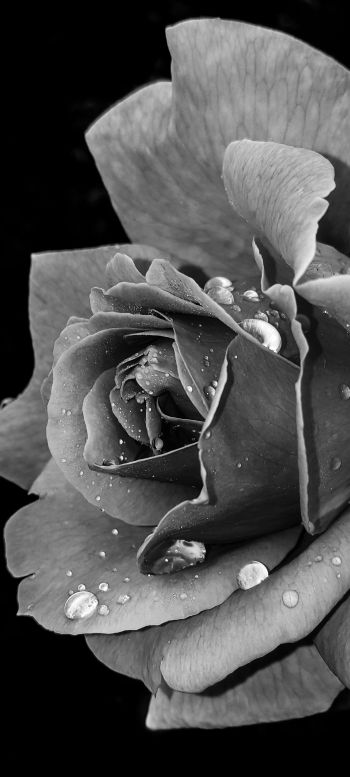 rose, black and white Wallpaper 1440x3200