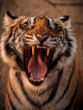 tiger, grin, fangs Wallpaper 1620x2160