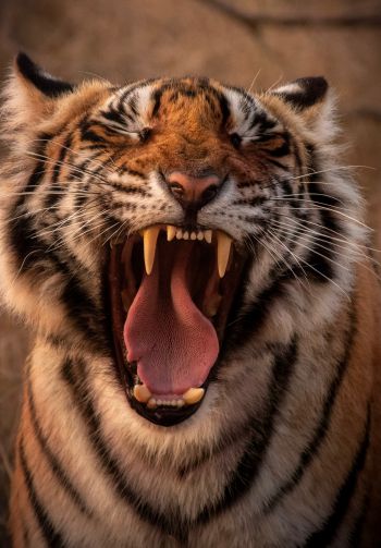 tiger, grin, fangs Wallpaper 1640x2360