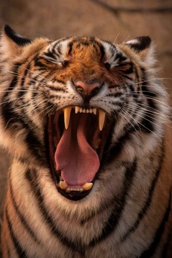tiger, grin, fangs Wallpaper 640x960