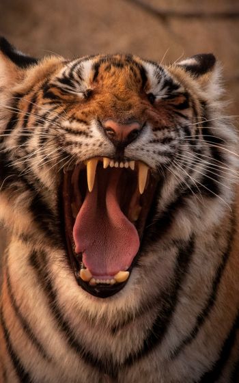 tiger, grin, fangs Wallpaper 1600x2560