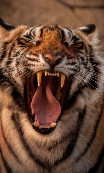 tiger, grin, fangs Wallpaper 1200x2000