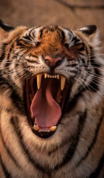 tiger, grin, fangs Wallpaper 600x1024