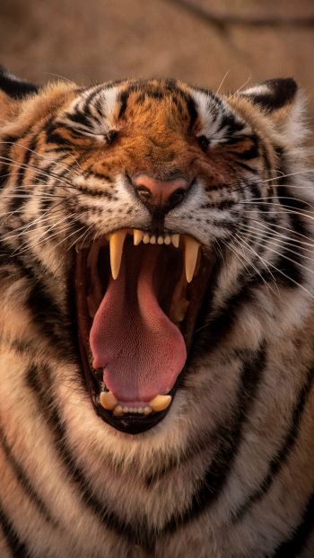 tiger, grin, fangs Wallpaper 640x1136