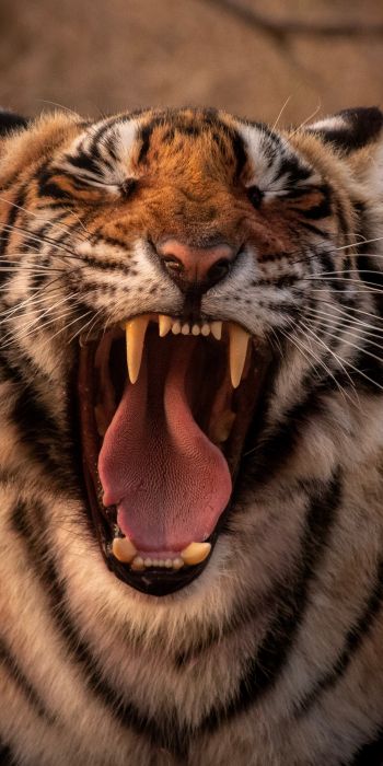 tiger, grin, fangs Wallpaper 720x1440
