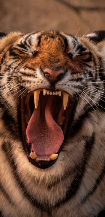 tiger, grin, fangs Wallpaper 1440x2960