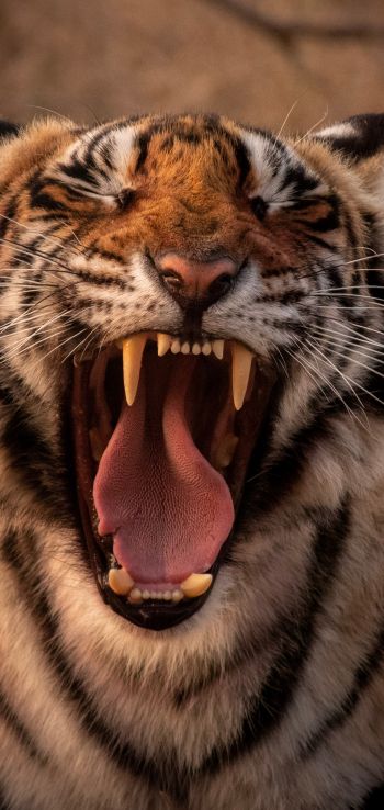 tiger, grin, fangs Wallpaper 1440x3040