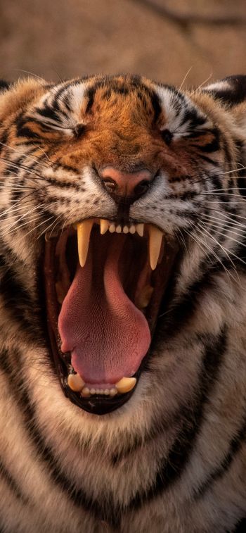 tiger, grin, fangs Wallpaper 1125x2436