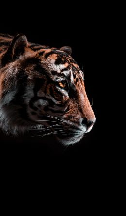 tiger, predator, wild nature Wallpaper 600x1024