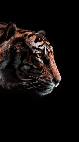 Обои 2160x3840 тигр, хищник, дикая природа