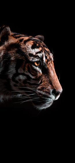 Обои 828x1792 тигр, хищник, дикая природа