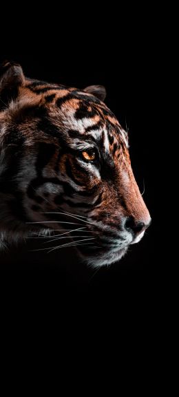 Обои 1440x3200 тигр, хищник, дикая природа