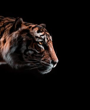 tiger, predator, wild nature Wallpaper 5072x6240