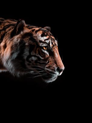 Обои 1536x2048 тигр, хищник, дикая природа