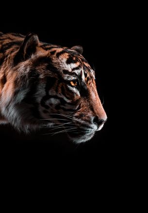 Обои 1640x2360 тигр, хищник, дикая природа