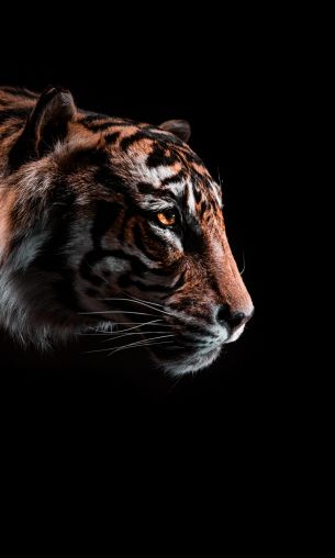 tiger, predator, wild nature Wallpaper 1200x2000