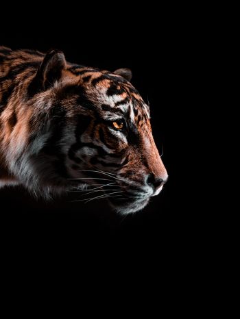 Обои 1668x2224 тигр, хищник, дикая природа