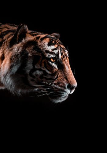 tiger, predator, wild nature Wallpaper 1640x2360