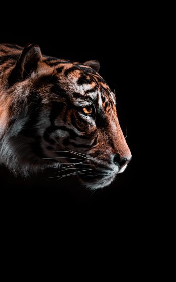 Обои 800x1280 тигр, хищник, дикая природа