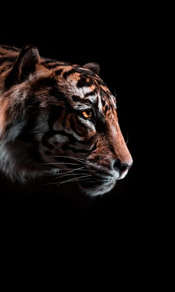 tiger, predator, wild nature Wallpaper 1200x2000