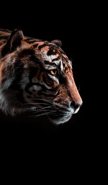 Обои 600x1024 тигр, хищник, дикая природа