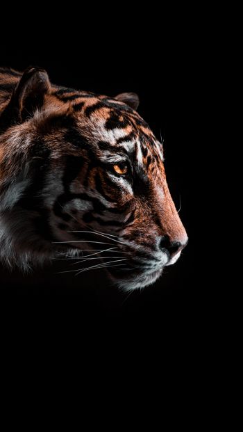 tiger, predator, wild nature Wallpaper 640x1136