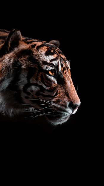 Обои 1440x2560 тигр, хищник, дикая природа