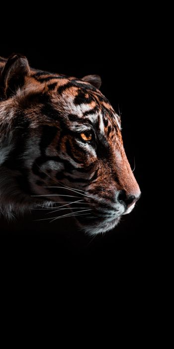 tiger, predator, wild nature Wallpaper 720x1440