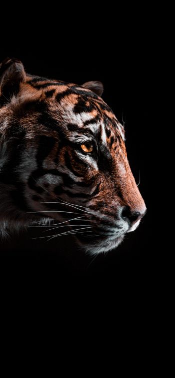 tiger, predator, wild nature Wallpaper 1284x2778