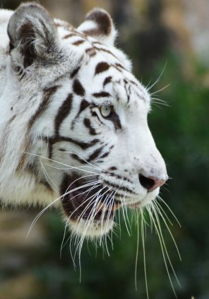 Обои 1668x2388 белый тигр, хищник, дикая природа