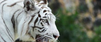 Обои 2560x1080 белый тигр, хищник, дикая природа