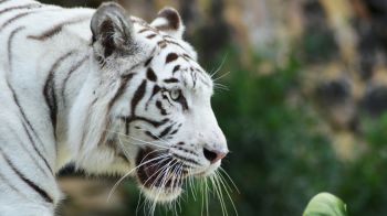 Обои 1600x900 белый тигр, хищник, дикая природа